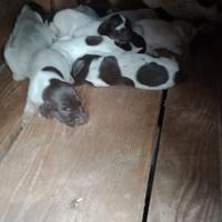 Cuccioli bracco