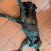 Boxer Maschio Adulto Monta