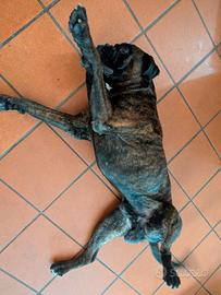 Boxer Maschio Adulto Monta