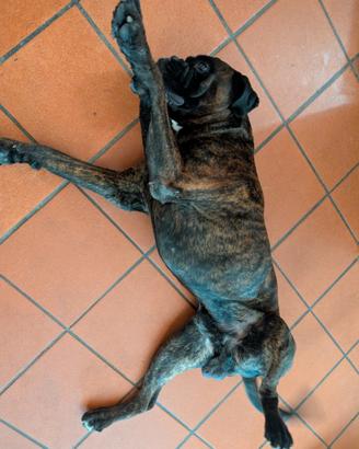 Boxer Maschio Adulto Monta