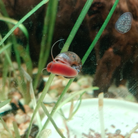 Lumache Per Acquario