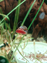 Lumache Per Acquario
