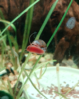 Lumache Per Acquario