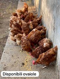 Galline ovaiole rosse