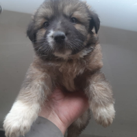 Cuccioli Pastore del Caucaso