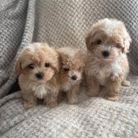 Cucciolata di maltipoo