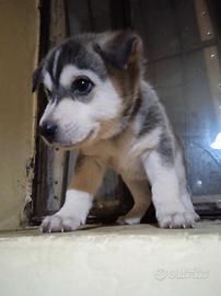 Husky