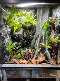 Terrario albero piante  per geco/rane dendrobates