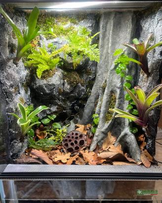 Terrario albero piante  per geco/rane dendrobates