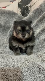 Volpino di Pomerania o Spitz tedesco nano