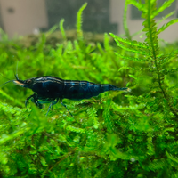 Neocaridine Blue Dream