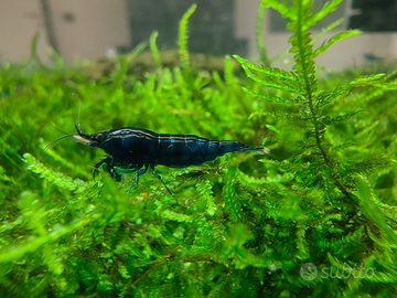 Neocaridine Blue Dream