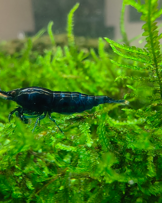 Neocaridine Blue Dream