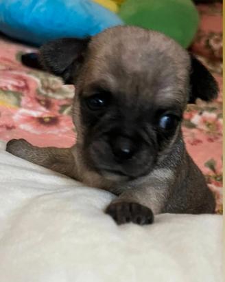 Cuccioli chihuahua
