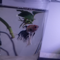 Betta splenders pesce combattente