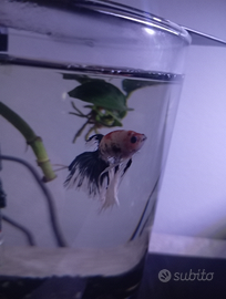 Betta splenders pesce combattente