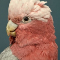 Cacatua rosa