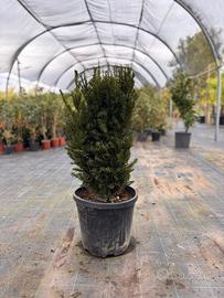 Tasso Media Hilii  Taxus in zolla pianta da siepe