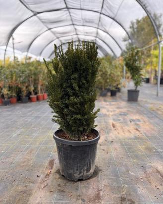 Tasso Media Hilii  Taxus in zolla pianta da siepe