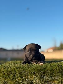 American pitbull terrier