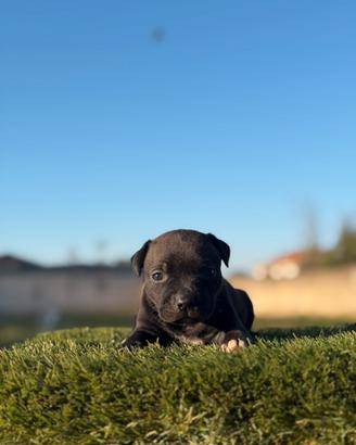 American pitbull terrier