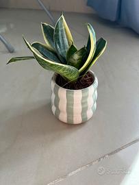Pianta di Sanseveria