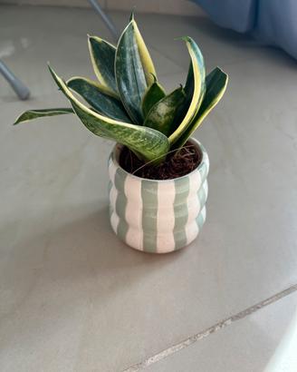Pianta di Sanseveria