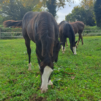 Puledro Quarter 2025