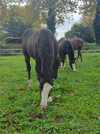 Puledro Quarter 2025