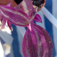 Tadescantia brightness