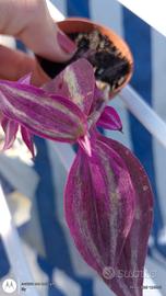 Tadescantia brightness