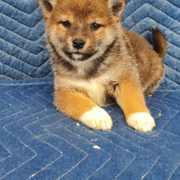 Shiba Inu con pedigree Enci