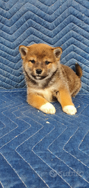Shiba Inu con pedigree Enci