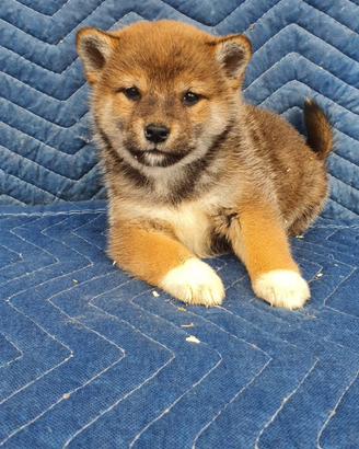 Shiba Inu con pedigree Enci
