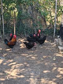 Galline marans