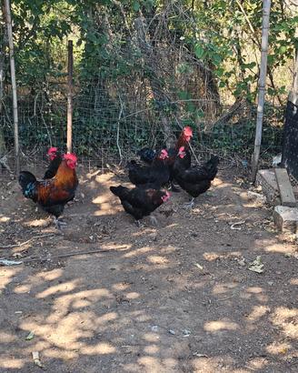 Galline marans