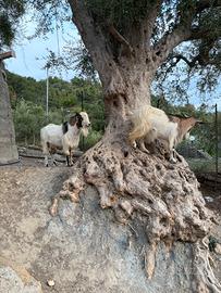 Coppia di caprette nane
