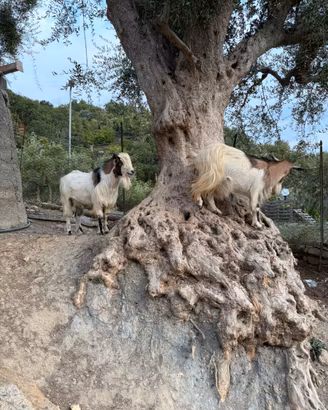 Coppia di caprette nane