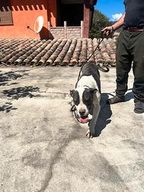 Dogo argentino x corso