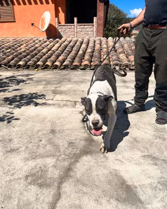 Dogo argentino x corso