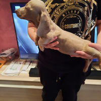 Cuccioli di bassotto Isabell