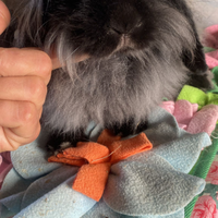 GIULIA e MONELLA conigli Fuzzy Lop