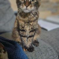 Gattina main coon 4 mesi