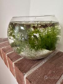 Acquarietto in vetro