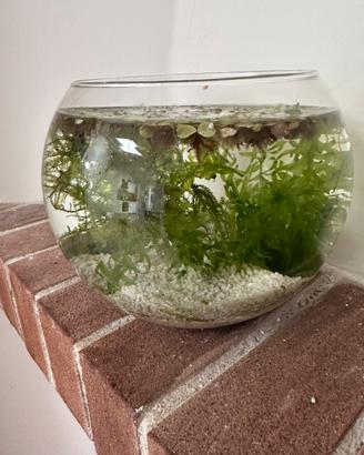 Acquarietto in vetro