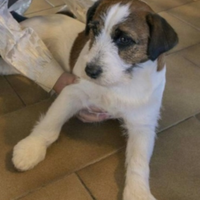 Jack Russel Terrier con pedigree per accoppiamento
