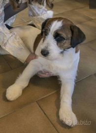 Jack Russel Terrier con pedigree per accoppiamento