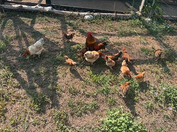 Galline Mugellesi
