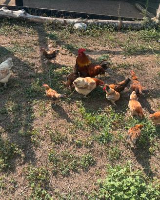 Galline Mugellesi