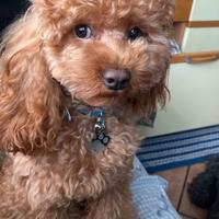 Toy fulvo disponibile monta